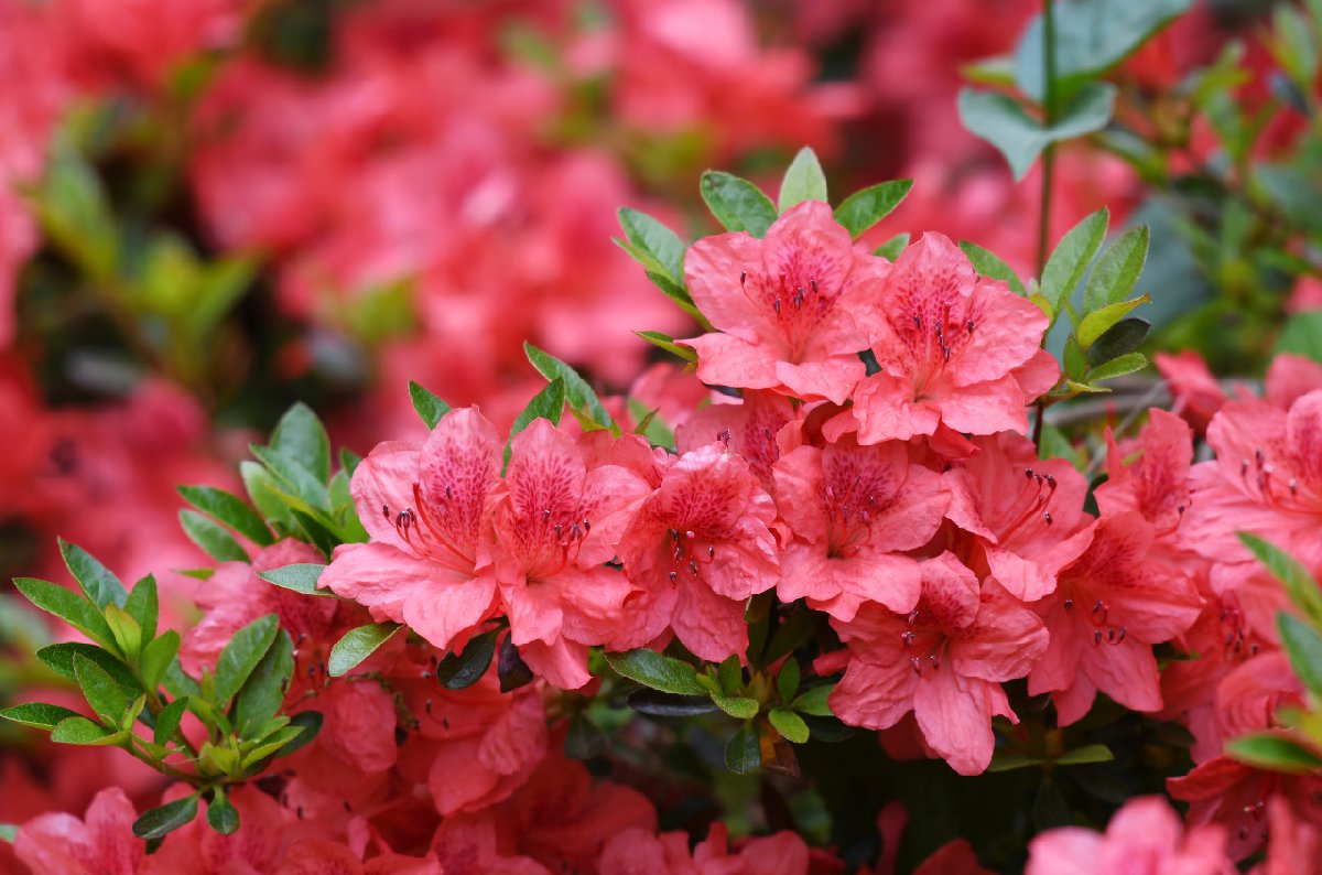 长沙最全赏花指南  花期、赏花去处一篇搞定