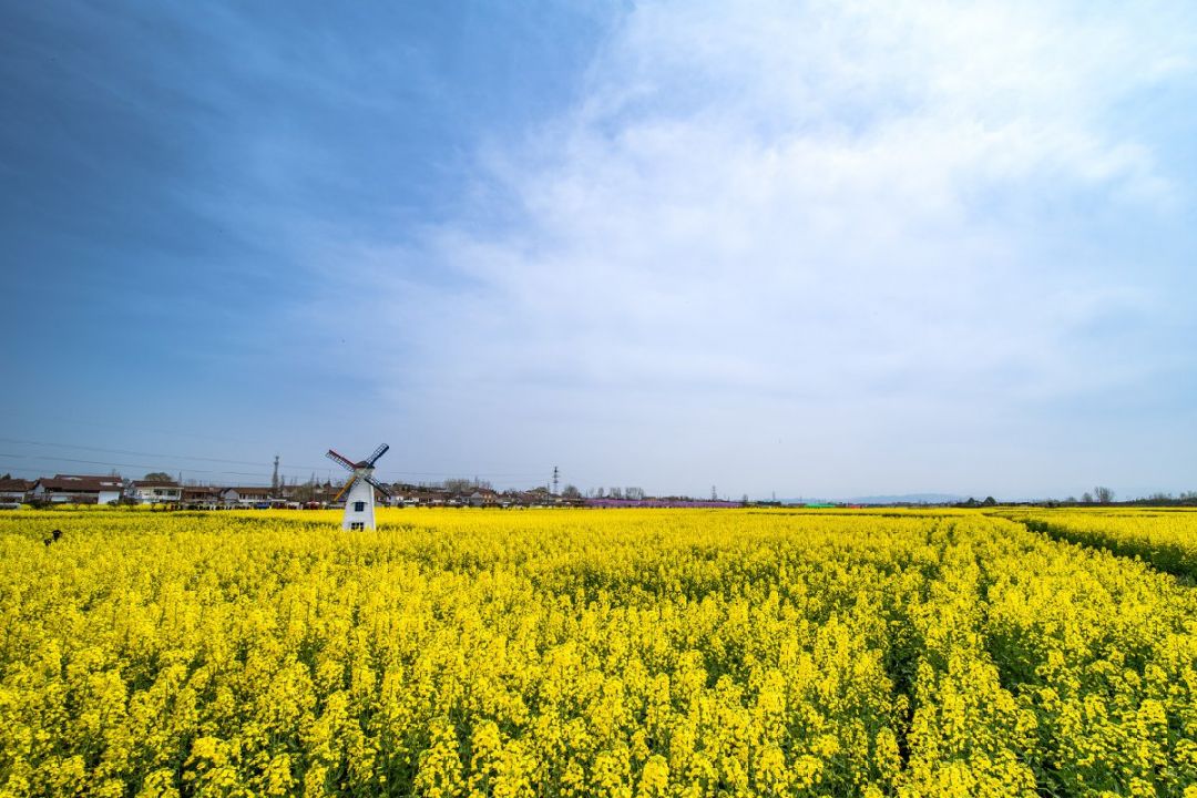 长沙望城赏花的地方汇总（樱花、桃花、油菜